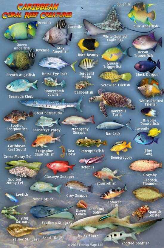Marine Life Identification Cards